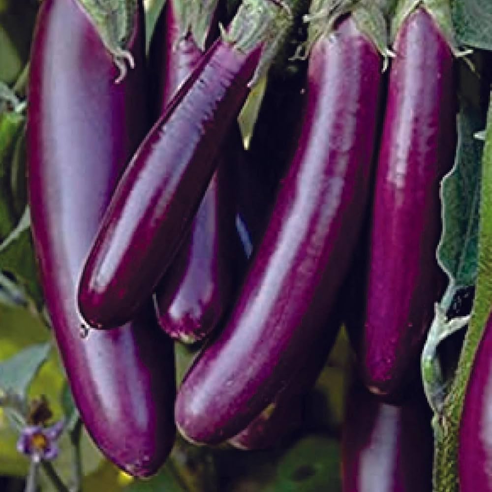 Japanese eggplant Solanum melongena long purple seeds for planting in home vegetable garden or patio pots - Dharaseeds