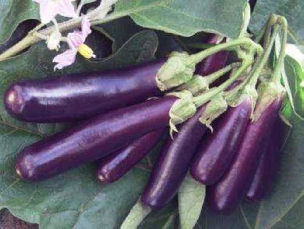 Japanese eggplant Solanum melongena long purple seeds for planting in home vegetable garden or patio pots - Dharaseeds