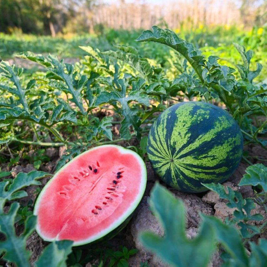 Japanese Icebox watermelon seeds pack for sowing