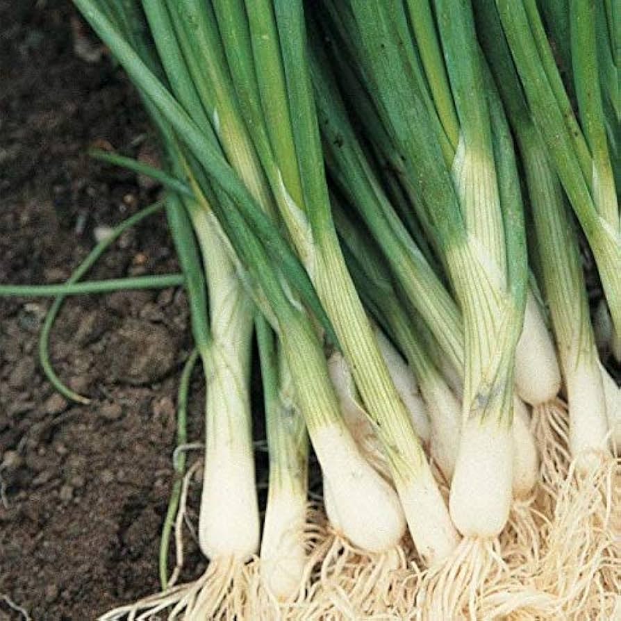 Japanese Indestructible White Bunching Onion Seeds – Hardy Scallion - Type Onions - Dharaseeds
