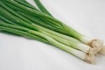 Japanese Indestructible White Bunching Onion Seeds – Hardy Scallion - Type Onions - Dharaseeds