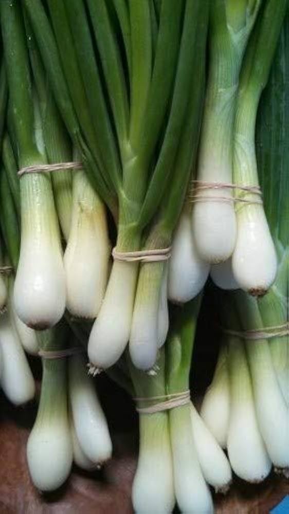 Japanese Indestructible White Bunching Onion Seeds – Hardy Scallion - Type Onions - Dharaseeds