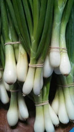 Japanese Indestructible White Bunching Onion Seeds – Hardy Scallion - Type Onions - Dharaseeds