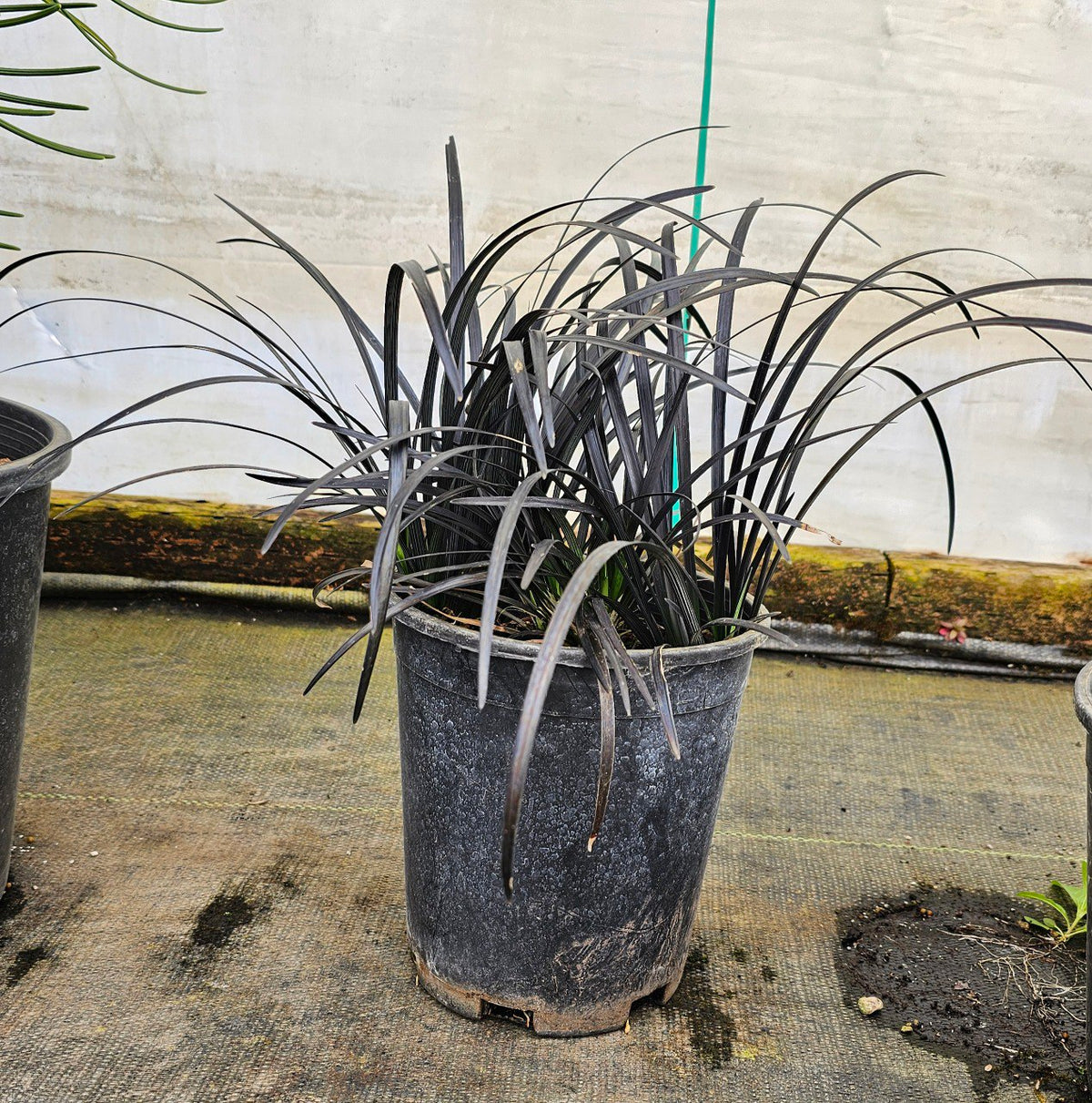 Japanese mondo grass seeds for home garden design