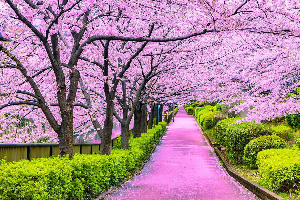 Japanese Sakura Cherry Blossom Seeds – Traditional Japanese Flowering Trees - Dharaseeds
