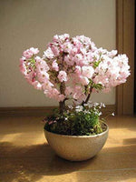 Japanese Sakura Cherry Blossom Seeds – Traditional Japanese Flowering Trees - Dharaseeds