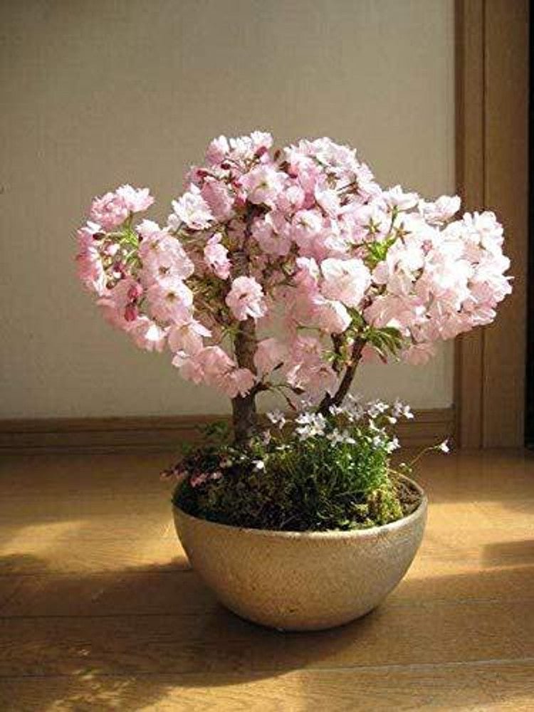 Japanese Sakura Cherry Blossom Seeds – Traditional Japanese Flowering Trees - Dharaseeds