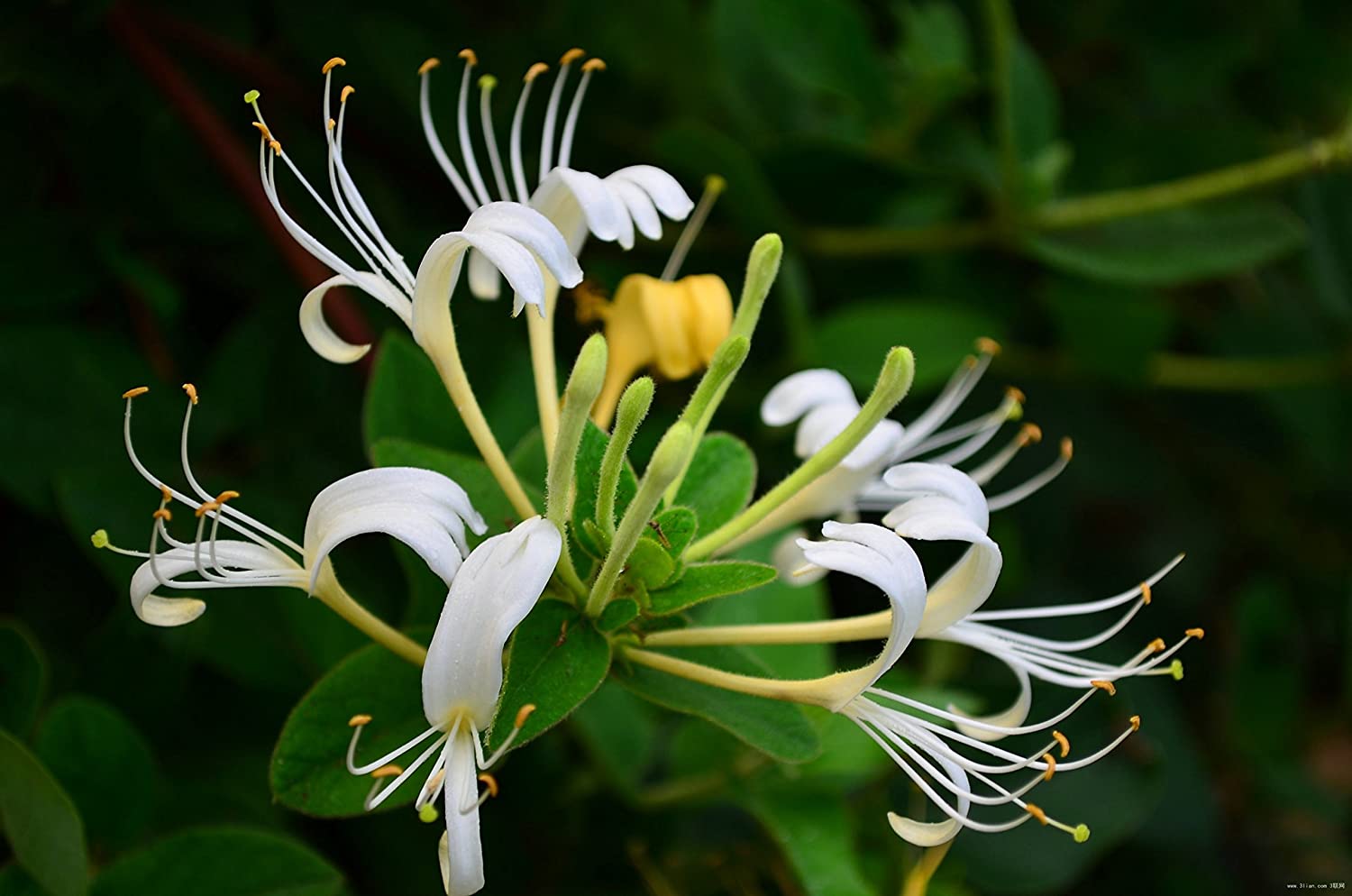 Gold Flame Climbing Honeysuckle Plant