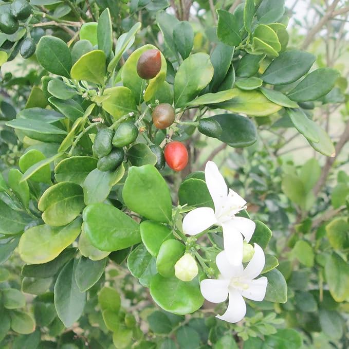 Murraya Paniculata Seeds – Orange Jasmine for Indoor Pots & Tropical ...