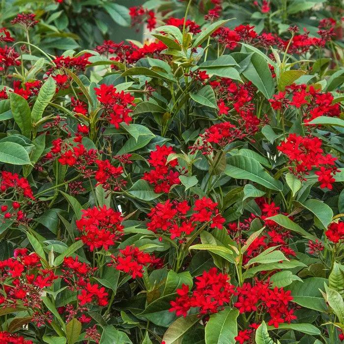 Heirloom Jatropha Flower Seeds, Non-GMO Tropical Blooms for Butterfly-Friendly Garden Planting Dhara Seeds