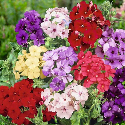 Annual Phlox Seeds - Dwarf Mix