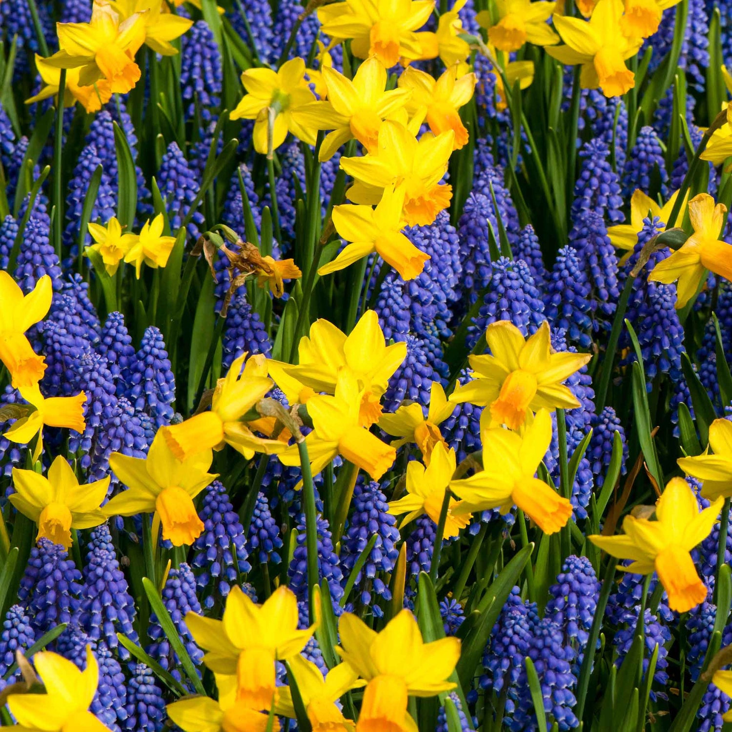 Daffodil Bulbs - Jetfire Daffodil & Grape Hyacinth Mix