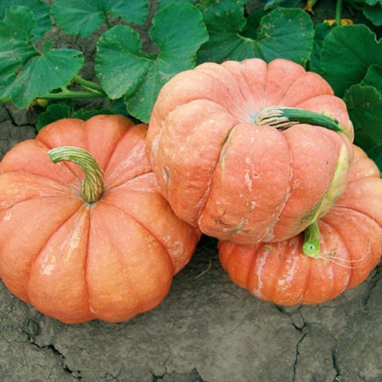 G150 Bright Red French Pumpkin Seeds