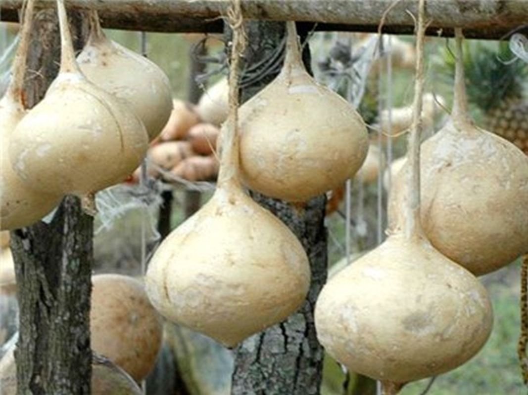 Jicama Pachyrhizus erosus vegetable seeds for planting in warm - season kitchen garden or deep containers - Dharaseeds