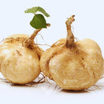 Jicama Pachyrhizus erosus vegetable seeds for planting in warm - season kitchen garden or deep containers - Dharaseeds