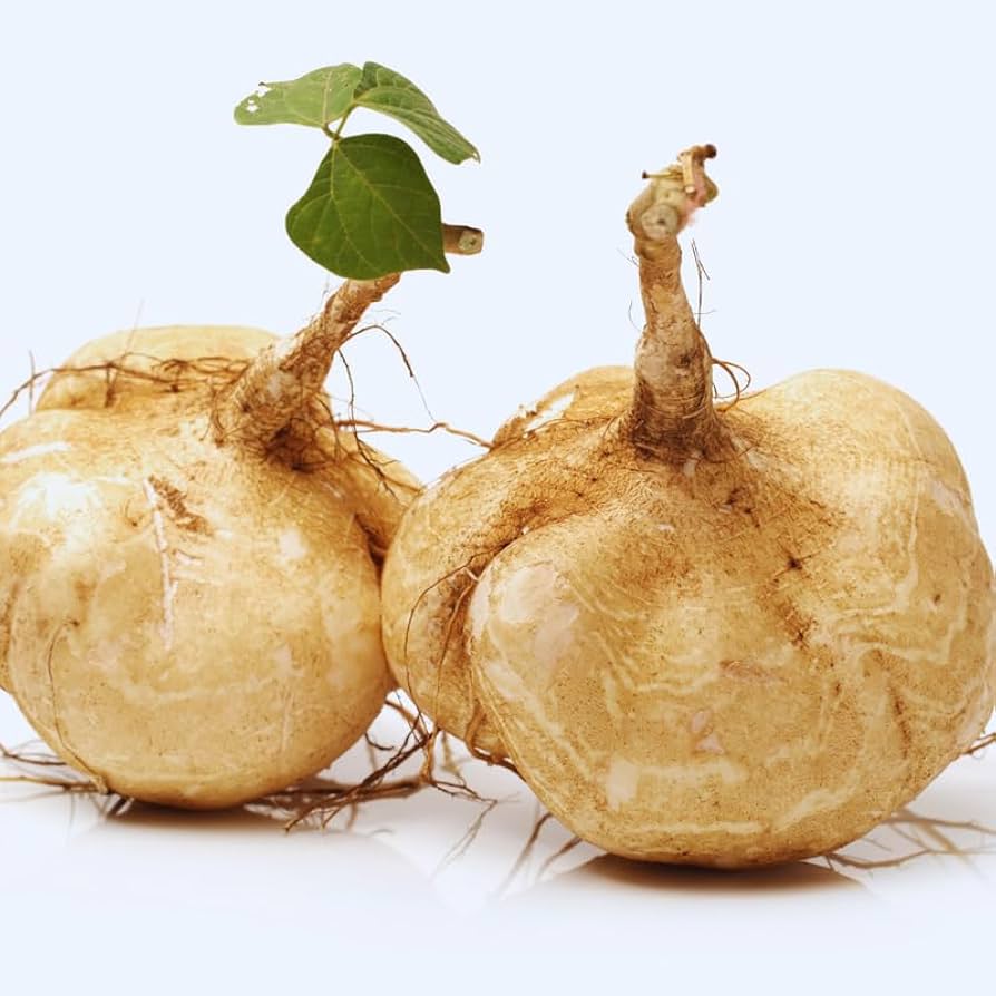Jicama Pachyrhizus erosus vegetable seeds for planting in warm - season kitchen garden or deep containers - Dharaseeds