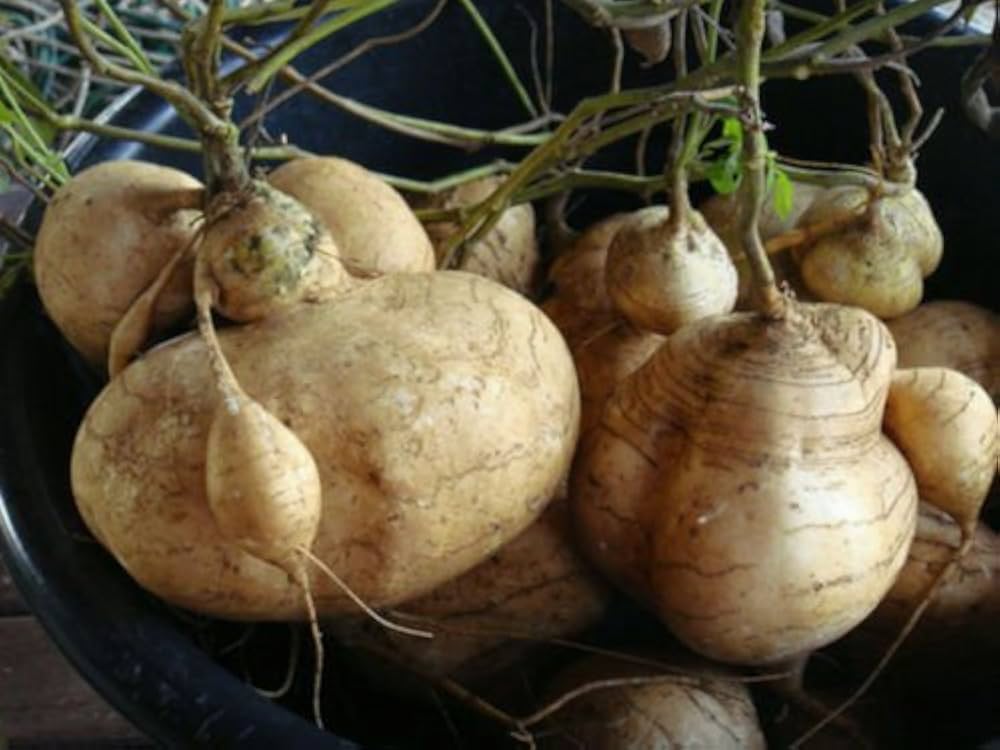 Jicama Pachyrhizus erosus vegetable seeds for planting in warm - season kitchen garden or deep containers - Dharaseeds