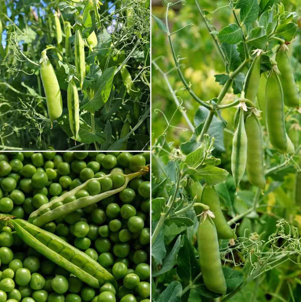 Peas Vegetable Seeds for Planting