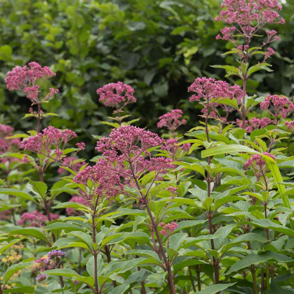 Eupatorium Joe Pyeweed Pollinator Attracting Plant Seeds