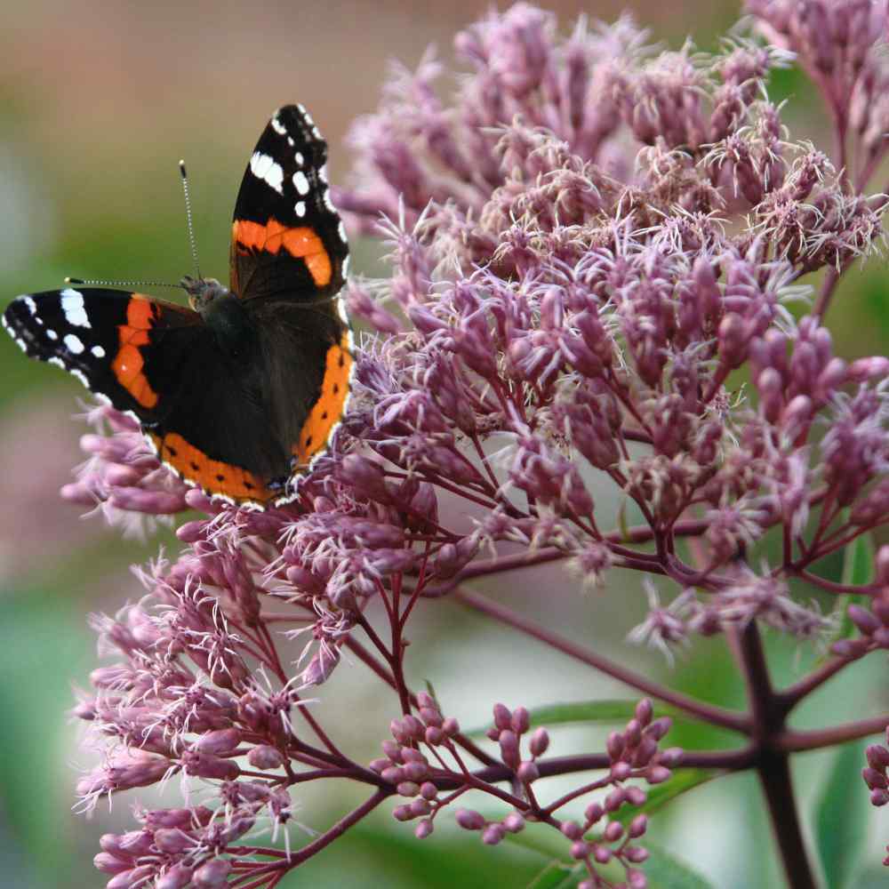 Eupatorium Joe Pyeweed Pollinator Attracting Plant Seeds