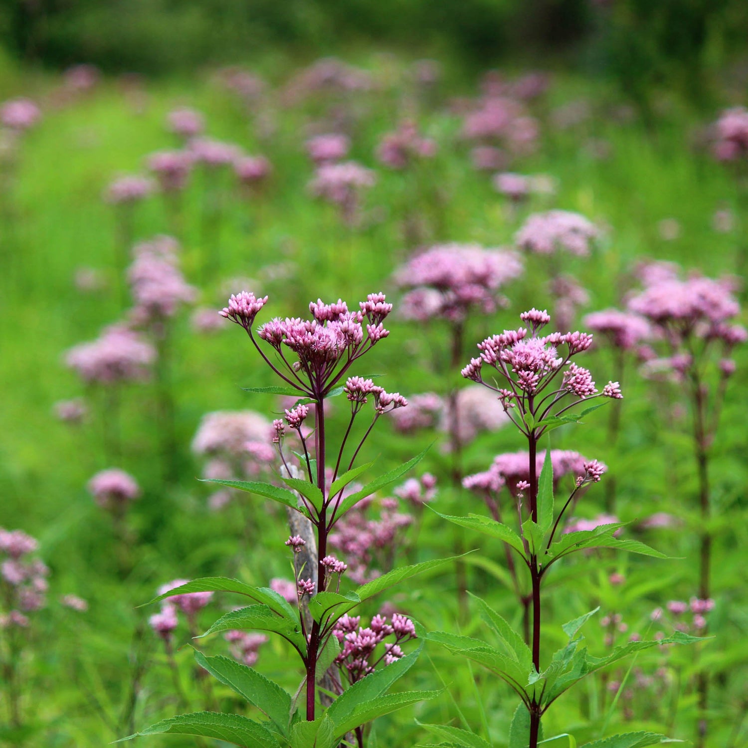 Eupatorium Joe Pyeweed Pollinator Attracting Plant Seeds