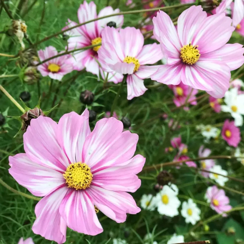 Cosmos Seeds - Rosetta