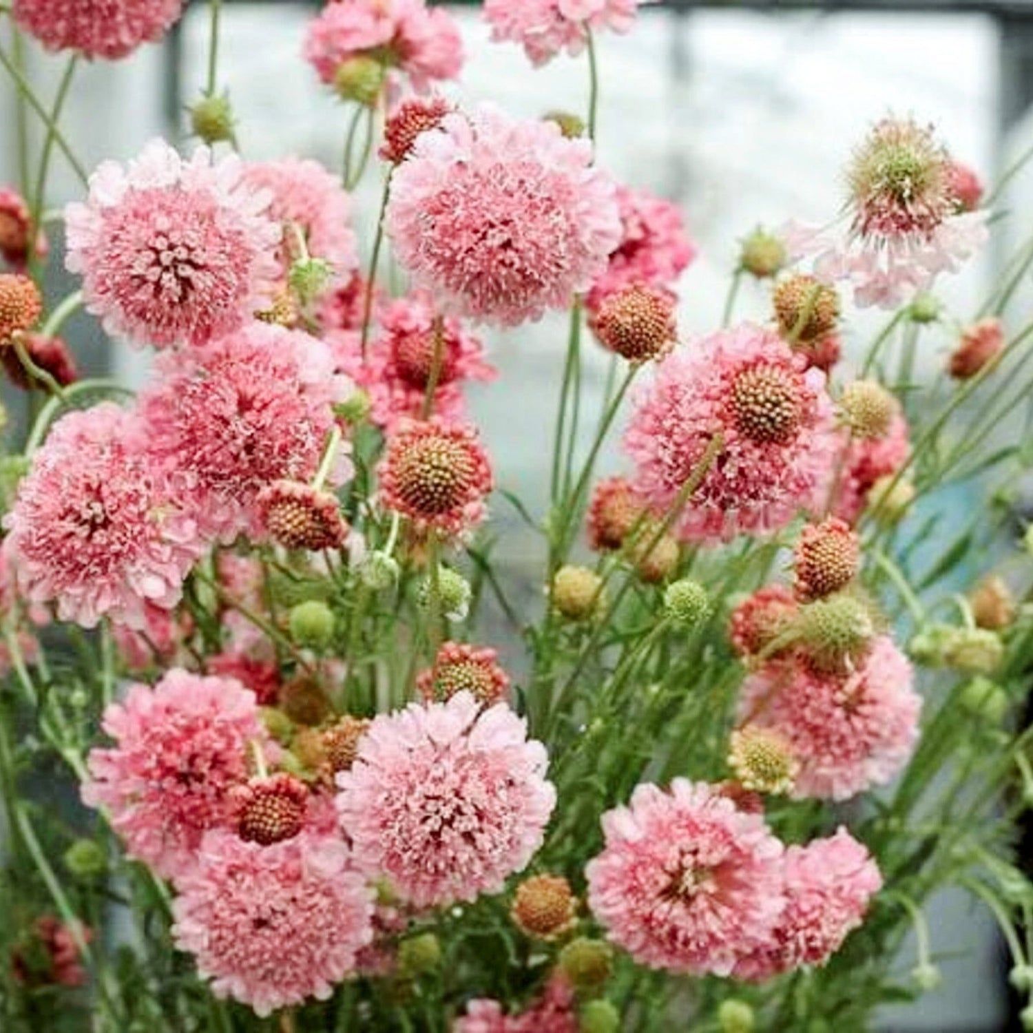 Sweet Scabious Salmon Queen