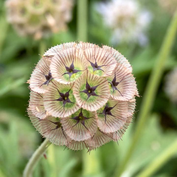 Drumstick Scabiosa Flower Seeds for Planting – Unique Globe-Shaped Garden Blooms