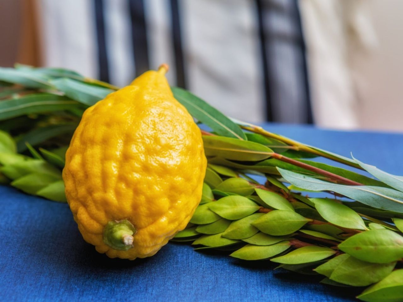 Etrog (Citrus medica)