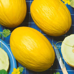 Juane Canary Melon seeds flowering stage full sun