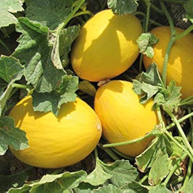 Juane Canary Melon seeds plant leaves healthy growth