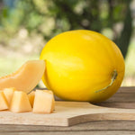 Juane Canary Melon seeds plant vine growth in garden