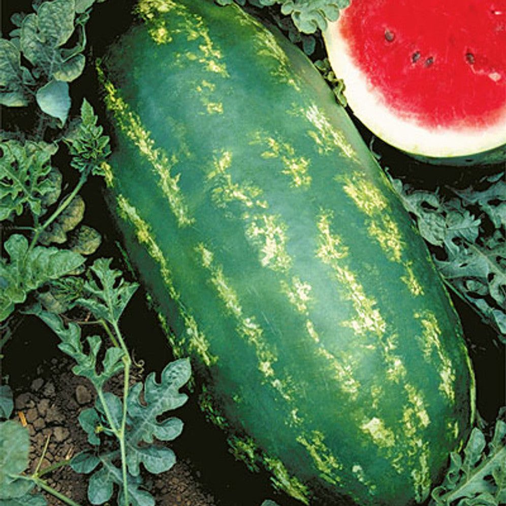 Hybrid watermelon seeds Citrullus lanatus germination stage