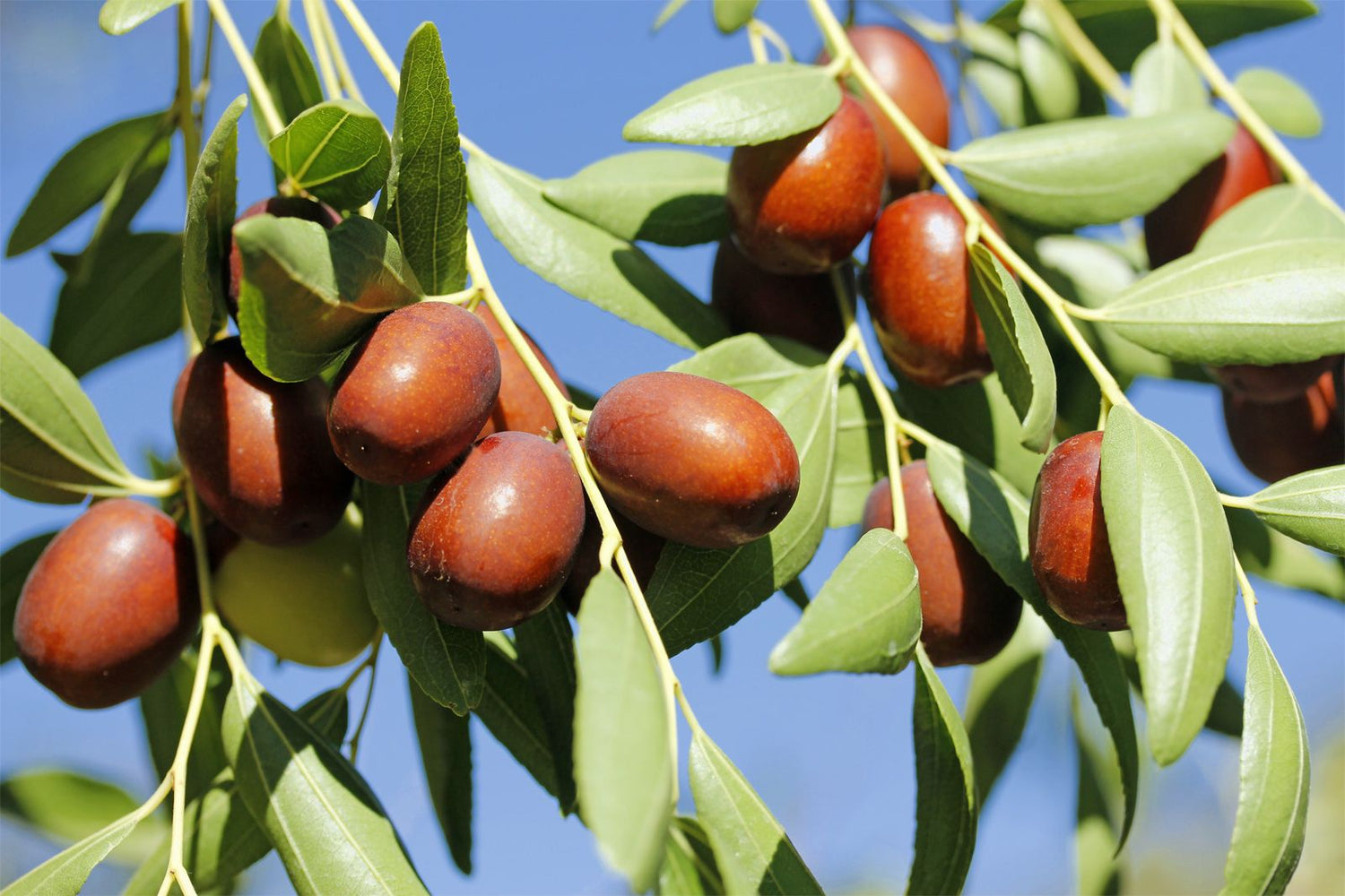 Indian Jujube (Ziziphus mauritiana)