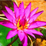 flowers high quality flower seeds for growing vibrant and colorful blooms in home gardens and landscapes organic flowers premium organic flower seeds for sustainable gardening and beautiful blossoms suitable for all climates