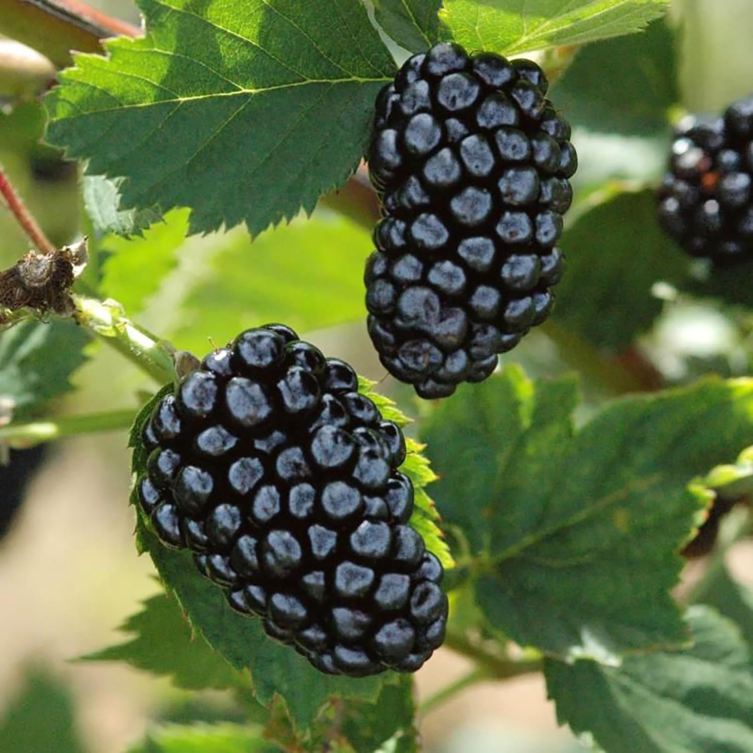 Jumbo thornless blackberry seeds for planting high yield blackberry plants