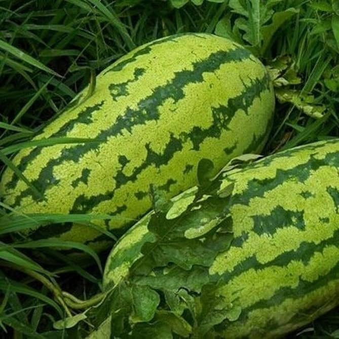 Non-GMO Watermelon Jubilee seeds large sweet watermelon variety