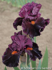 Jump Start Intermediate Iris