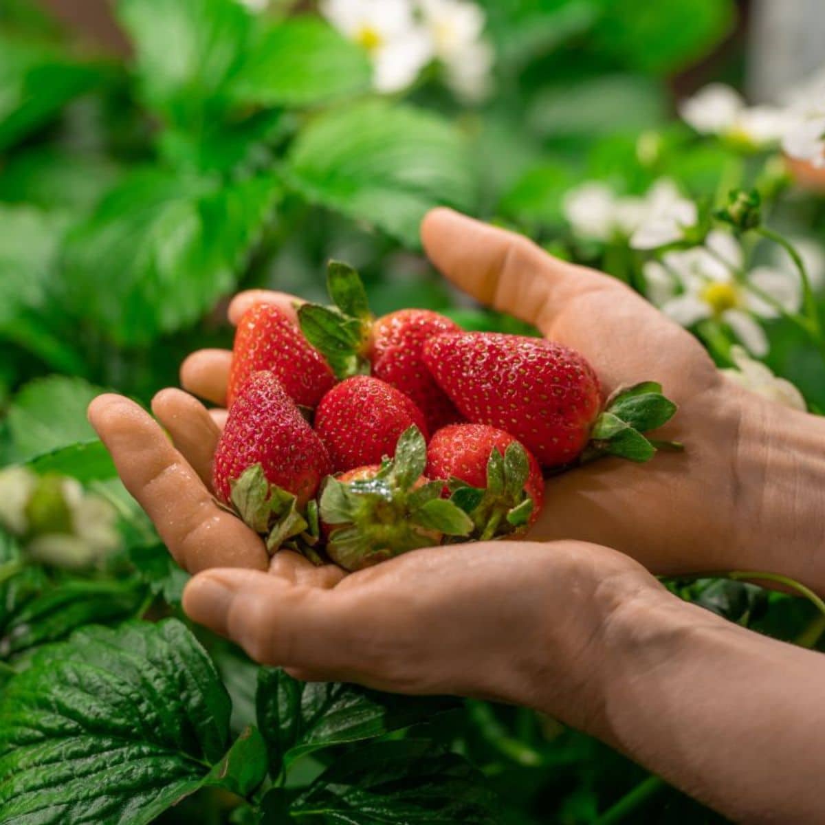 Galletta – Spring-Planted Strawberry Seeds