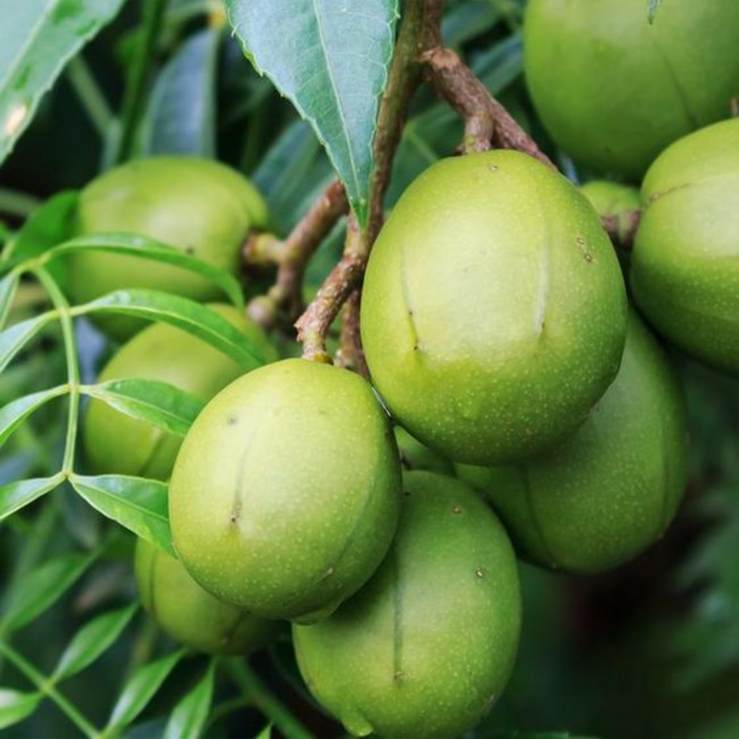 June Plum (Spondias mombin)