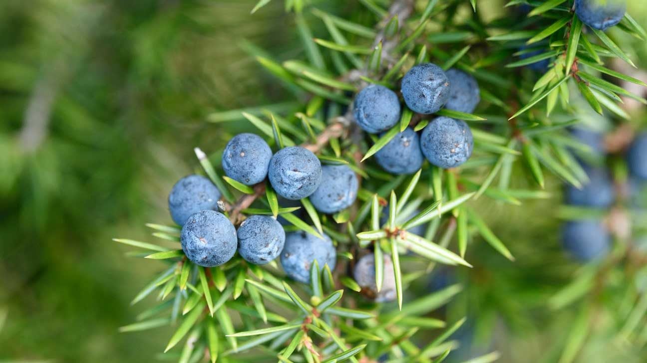 Juniper Berry (Juniperus communis)