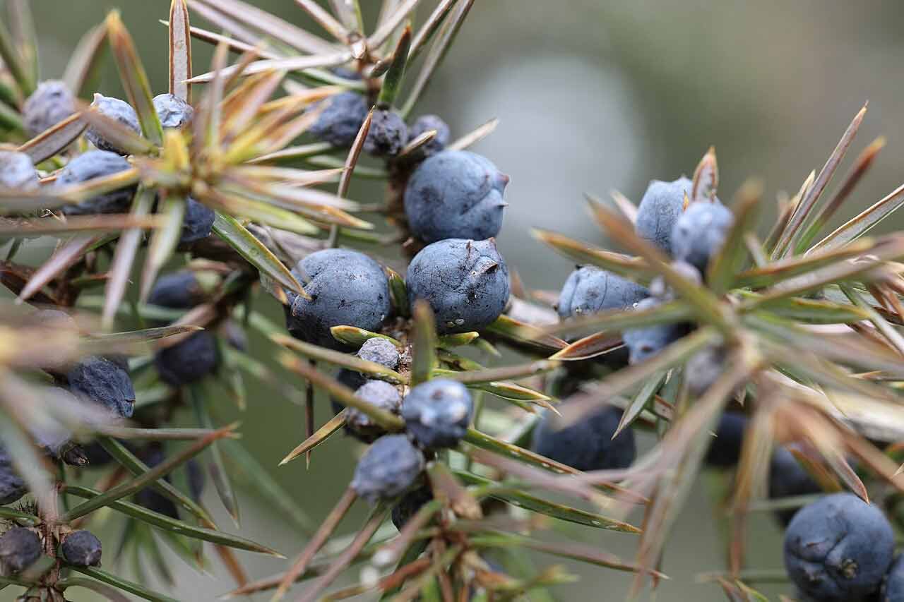 Common Juniper Seeds