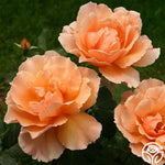 Orange Joey Hybrid Tea Rose Plant Seeds - Non-GMO Heirloom Garden Seeds for Planting Dhara Seeds