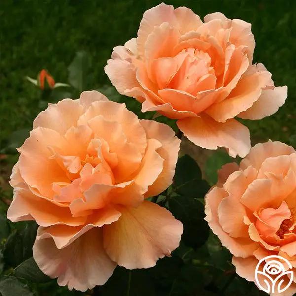 Orange Joey Hybrid Tea Rose Plant Seeds - Non-GMO Heirloom Garden Seeds for Planting Dhara Seeds