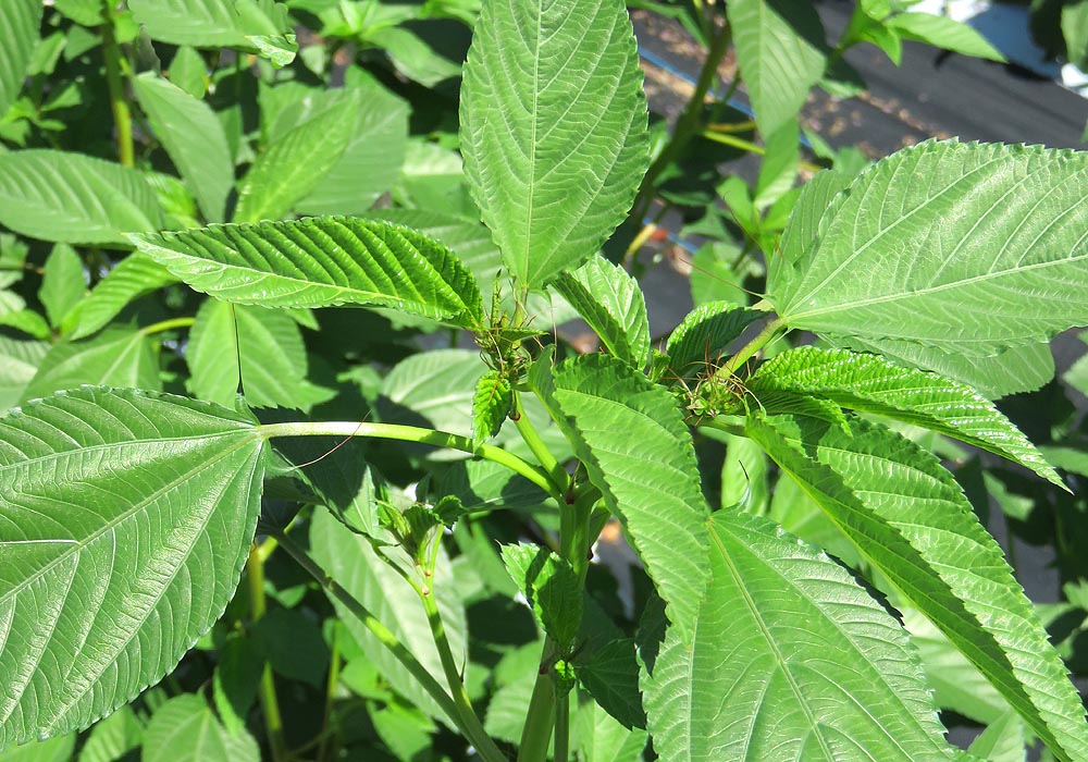 Egyptian Spinach Seeds