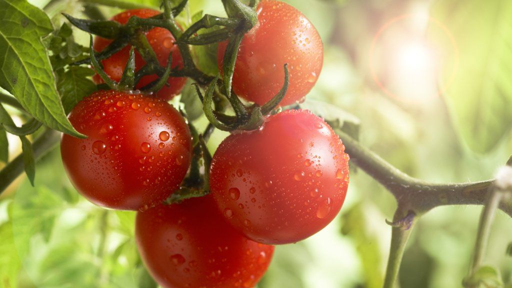 Tomato Solanum lycopersicum Vegetable Seeds for Planting Anhui Red Tomato Long Variety in Home Garden