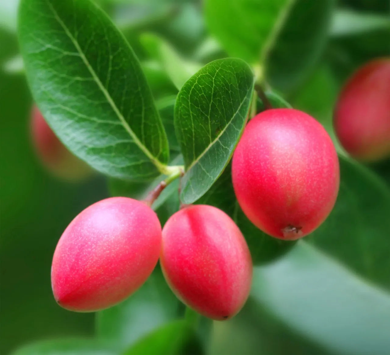 Carissa Fruit Seeds (Carissa macrocarpa)