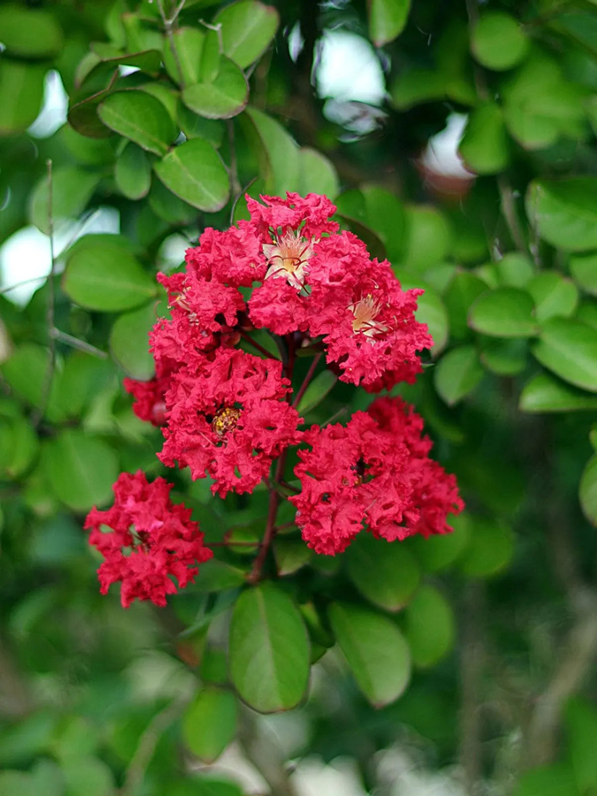 TriStar Plants - Crape Myrtle Muskogee