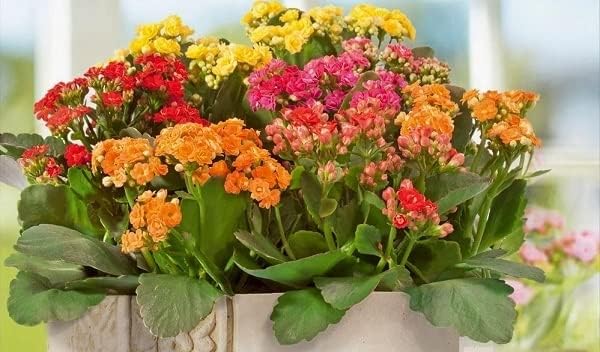 Kalanchoe Kalanchoe Blossfeldiana Flower Seeds for Planting – Succulent Blooms for Indoor Pots and Low - Light Gardens - Dharaseeds
