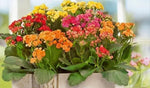 Kalanchoe Kalanchoe Blossfeldiana Flower Seeds for Planting – Succulent Blooms for Indoor Pots and Low - Light Gardens - Dharaseeds
